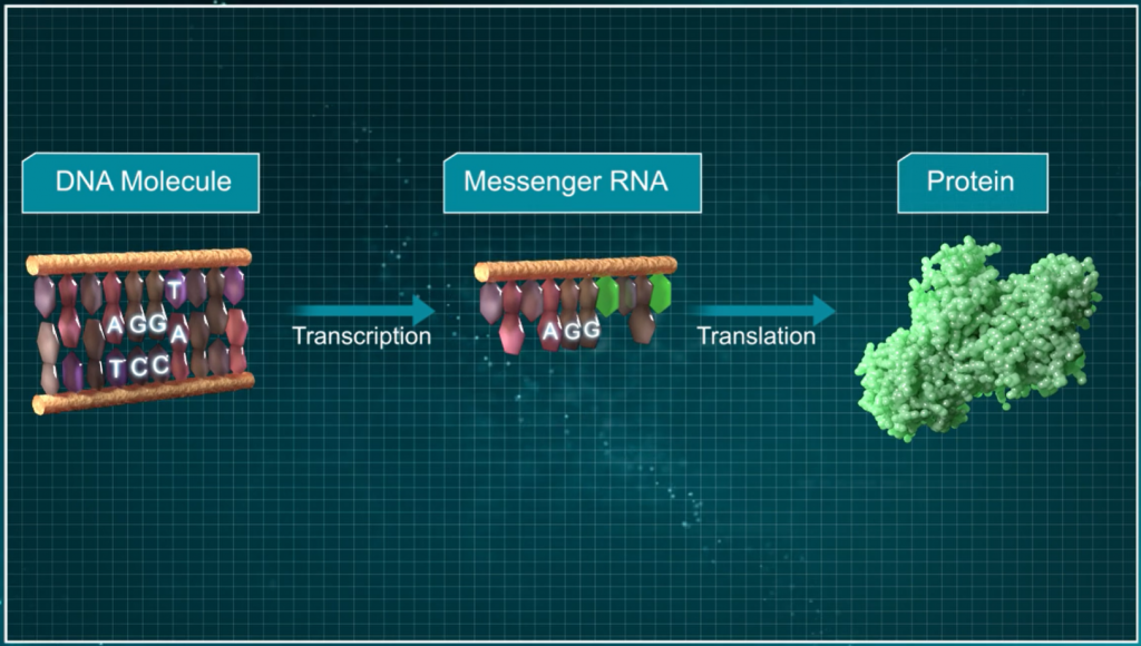 RNA